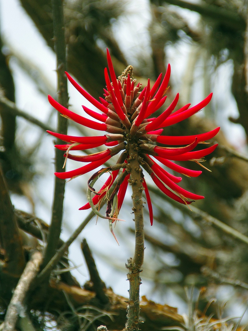 Aloe, Raudona Gėlė, Pompom, Botanika, Laukiniai, Asphodelaceae, Žydėjimas, Laukinis Augalas, Nemokamos Nuotraukos,  Nemokama Licenzija