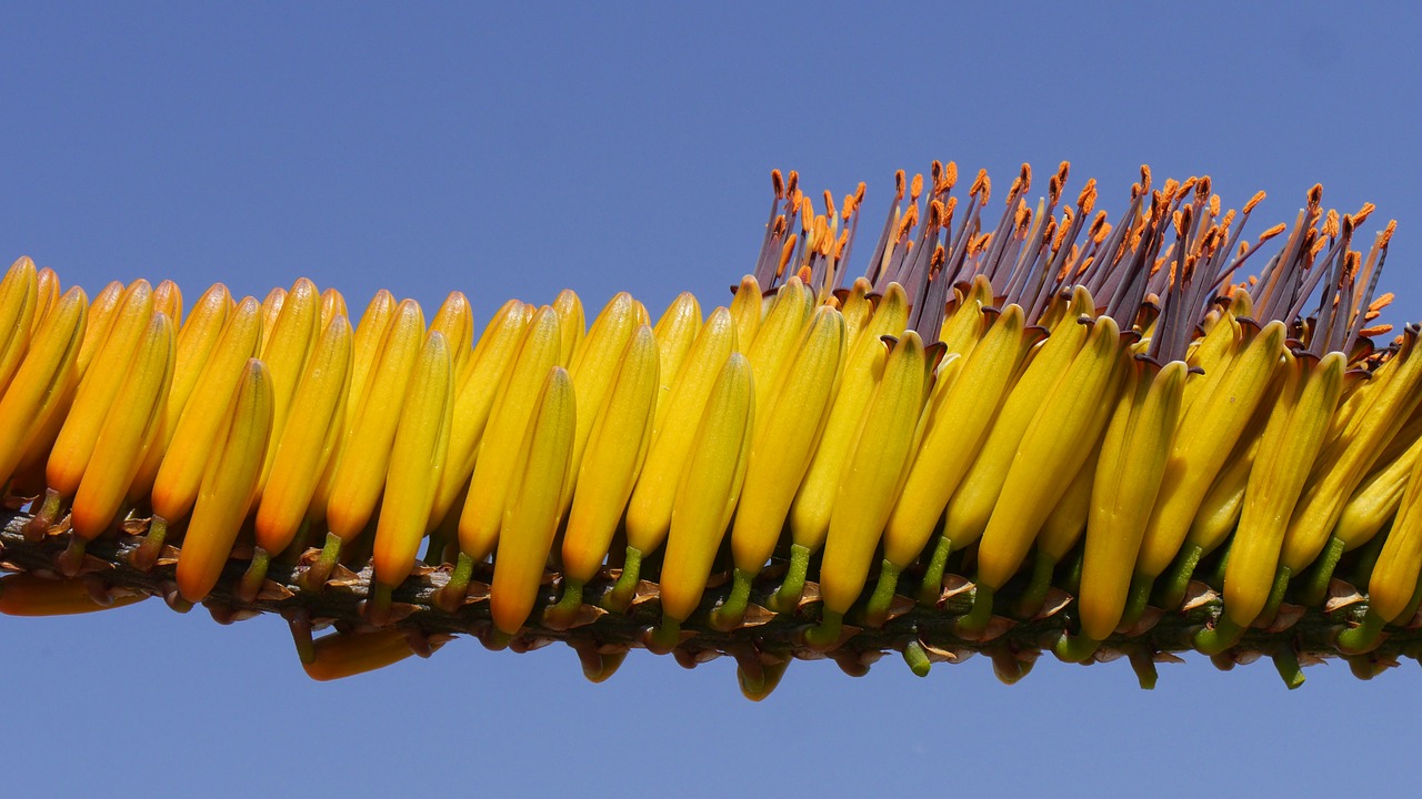 Aloe, Bluehtenstand, Struktūra, Geltona, Nemokamos Nuotraukos,  Nemokama Licenzija