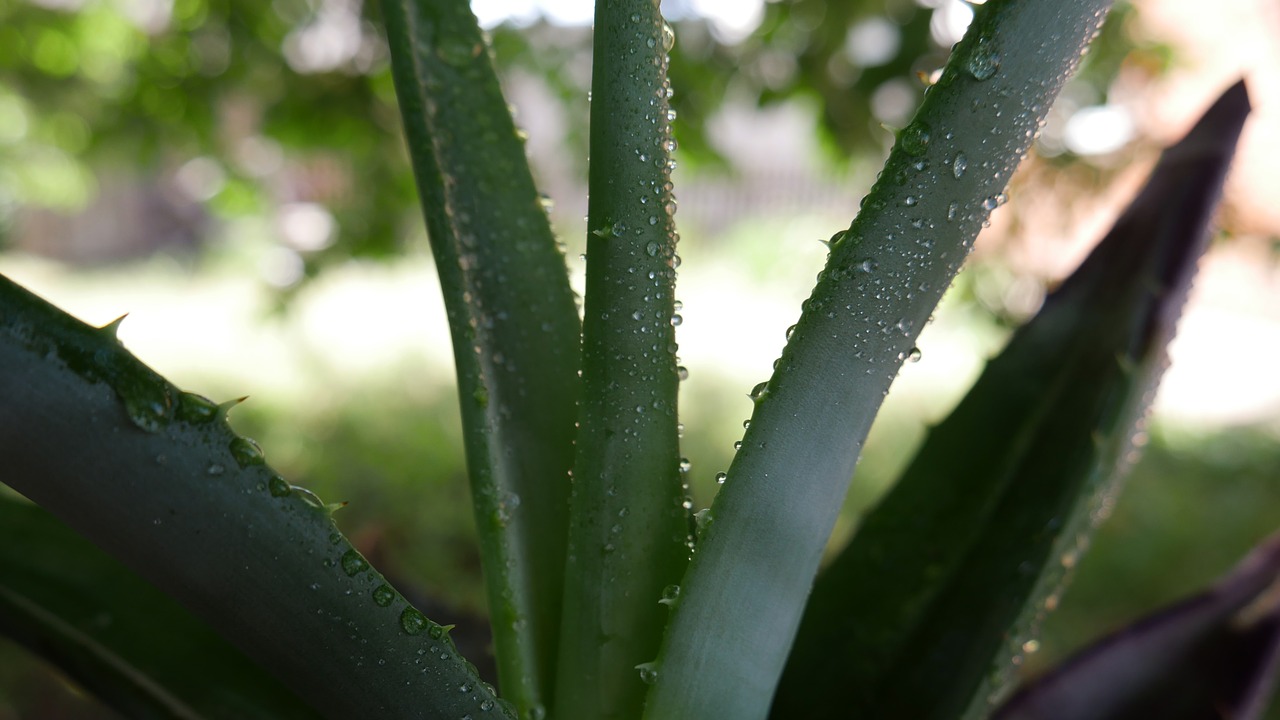 Aloe,  Alijošius,  Augalų,  Lapų,  Vera,  Kaktusas,  Pobūdį,  Vandens,  Lašai,  Žolė