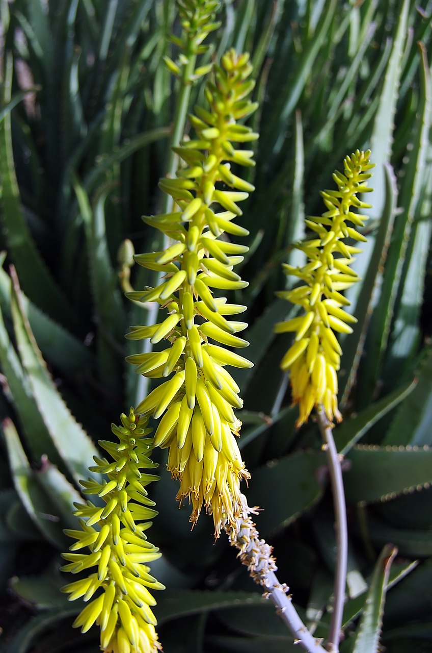 Aloe,  Alijošius,  Alijošius Barbarensis,  Žiedynai,  Geltona Gėlė,  Žiedynas,  Kosmetikos,  Vaistinio,  Egzotiškas, Nemokamos Nuotraukos