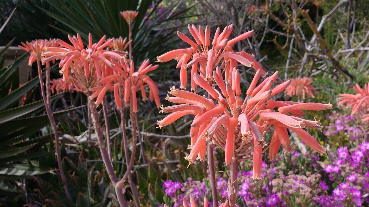 Aloe,  Vera,  Gėlė,  Portugalija,  Algarve, Nemokamos Nuotraukos,  Nemokama Licenzija