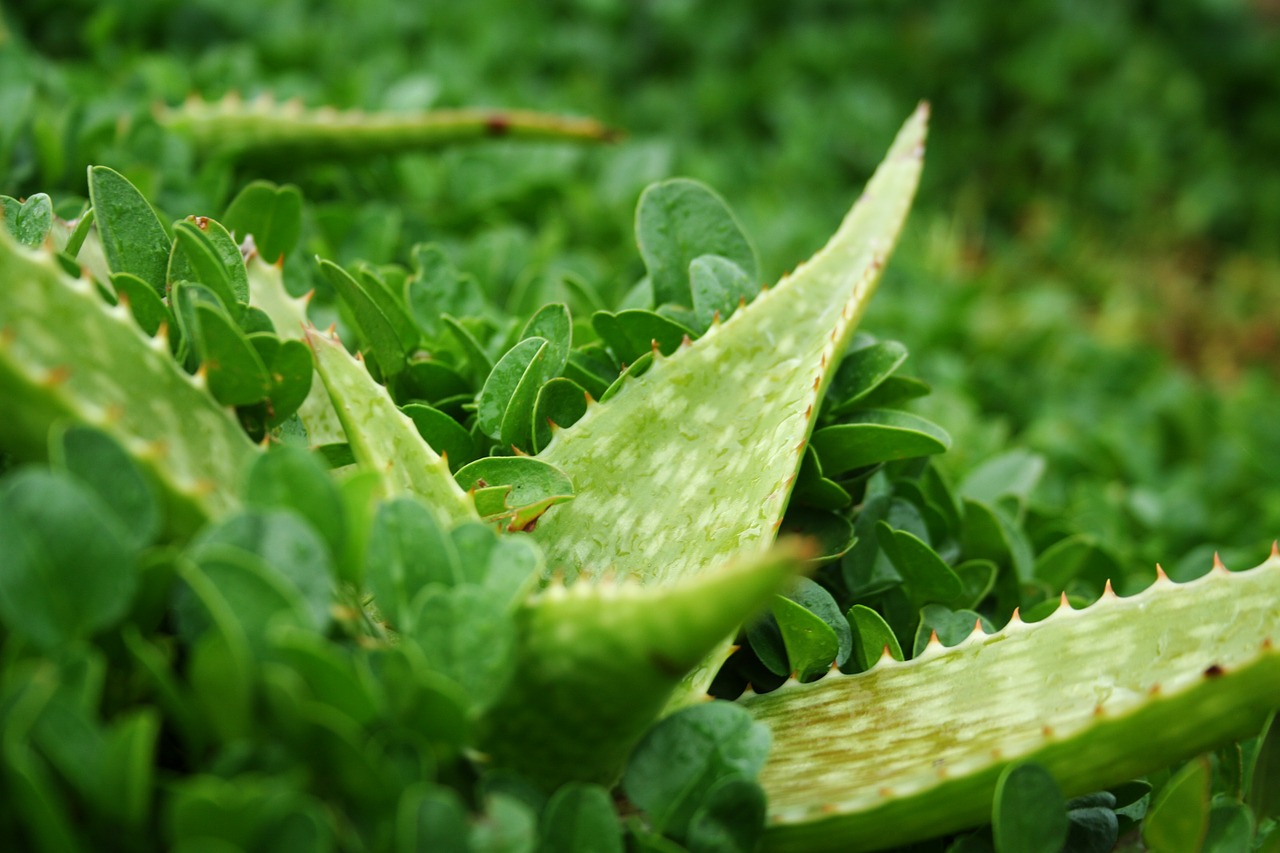 Aloe, Augalas, Žalias, Lapai, Žolė, Flora, Kaktusas, Erškėtis, Gamta, Sultingas