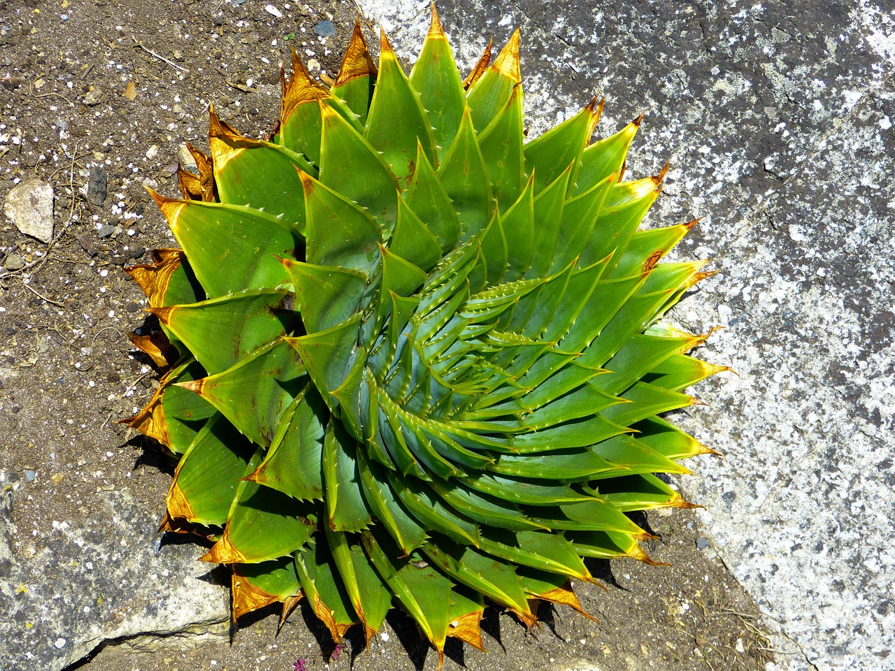 Aloe, Sultingas, Aloe Polyphylla, Spiralaloe, Lapai, Spiralė, Augalas, Žalias, Augti, Gamta