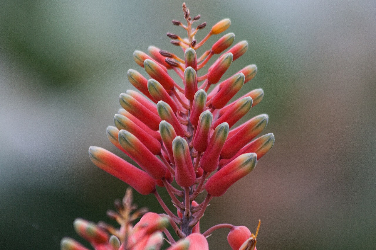 Aloe Megalacantha, Žydintis Augalas, Aloes, Pogrupis, Asfodelų Šeima, Žiedynas, Cilindrinis Kūginis, Vynuogės, Rytų Afrika, Etiopija