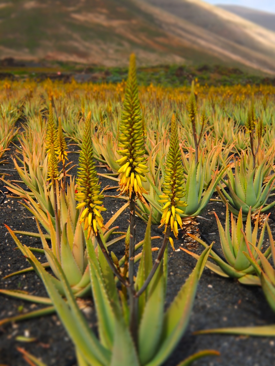 Alijošius, Alavijo Augalas, Augalas, Priežiūra, Aloe, Vera, Žalias, Kaktusas, Lapai, Gamta