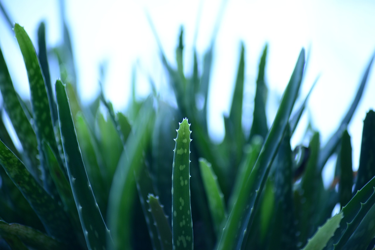 Alijošius, Aloe Barbadensis, Dykumos Lelija, Dykumos Lelija, Žali Lapai, Sultingas, Aloe, Gijimo Augalas, Degti Gijimą, Dramblys