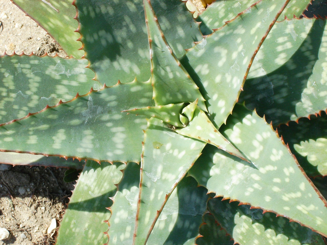 Alijošius, Augalas, Sultingas, Gėlės, Gamta, Iš Arti, Asphodelaceae, Nemokamos Nuotraukos,  Nemokama Licenzija