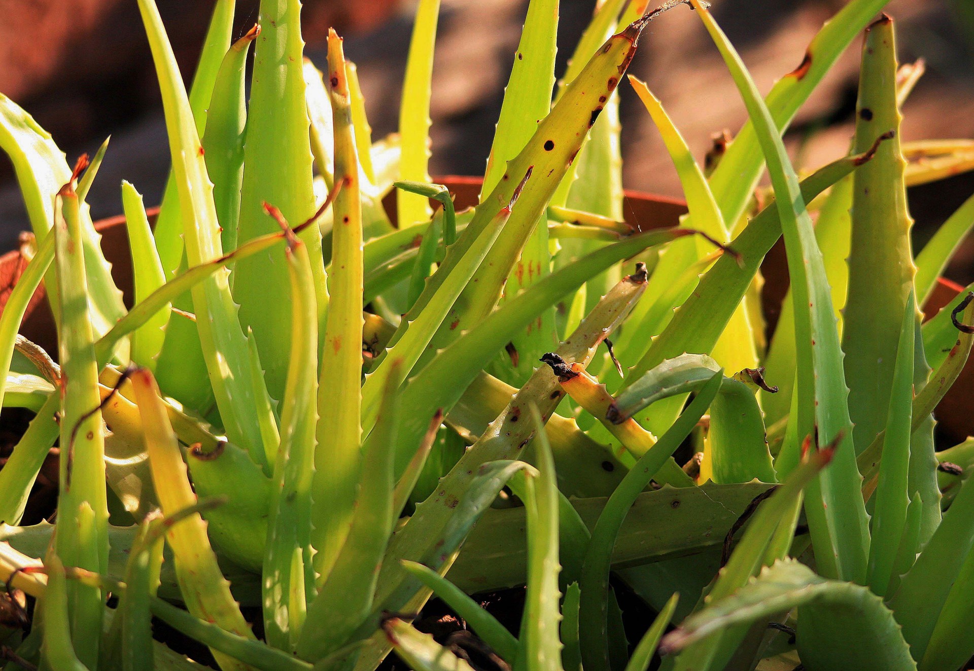 Aloe,  Medicinos,  Smailas,  Žalias,  Permatomas,  Aloe Vera Saulės Spindulių, Nemokamos Nuotraukos,  Nemokama Licenzija