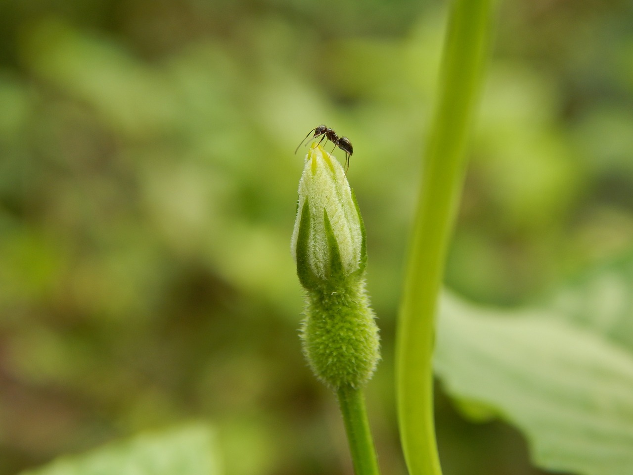 Vienas, Ant, Gamta, Makro, Žalias, Natūralus, Fonas, Nemokamos Nuotraukos,  Nemokama Licenzija