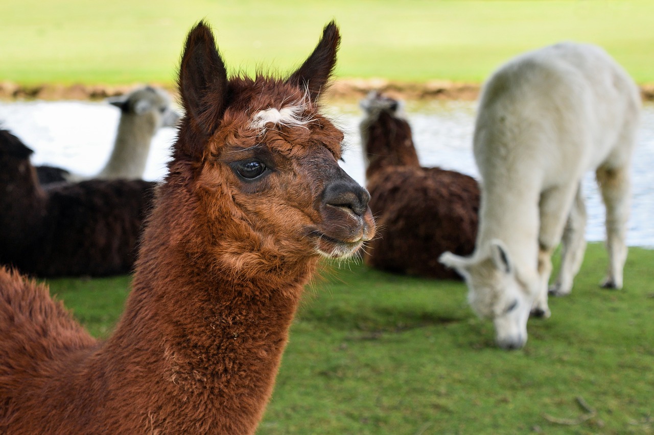 Alpaka, Gyvūnas, Kupranugaris, Lama, Nemokamos Nuotraukos,  Nemokama Licenzija