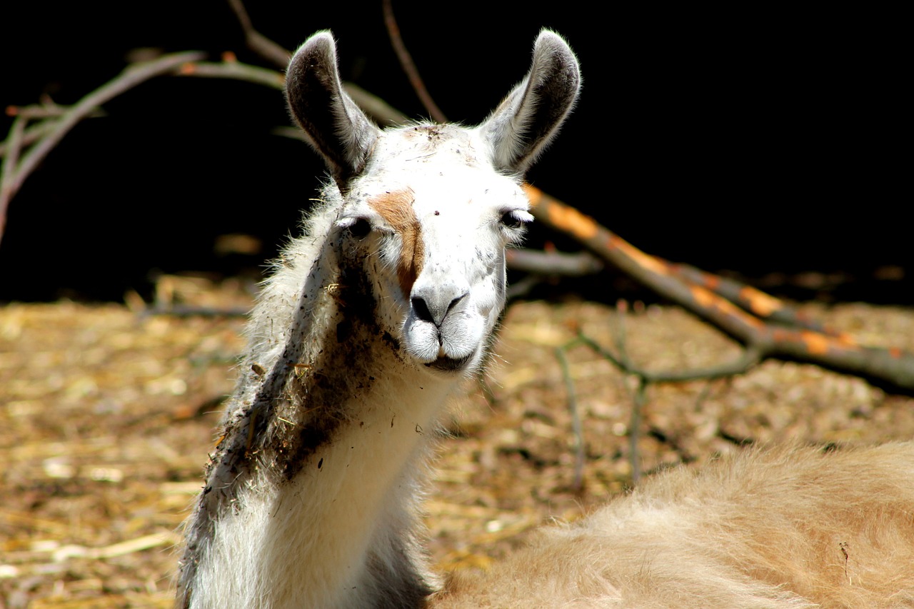 Alpaka, Lama, Lama, Veidas, Lama Galva, Ausys, Kailis, Dėmesio, Pūkuotas, Gyvūnų Portretas