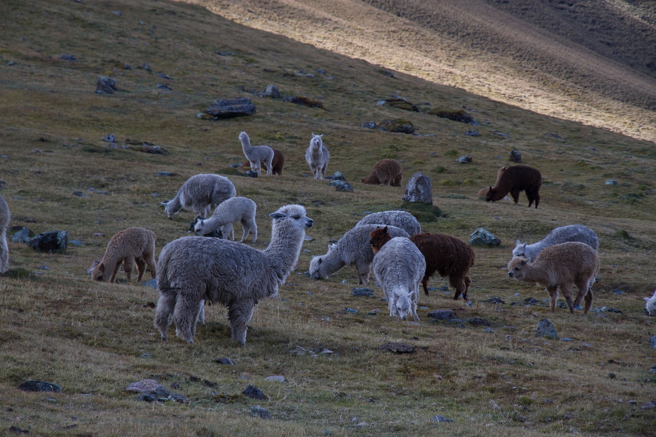 Alpaka, Bandas, Gyvūnai, Laukinė Gamta, Andes, Highlands, Ganykla, Pieva, Laukas, Žolė