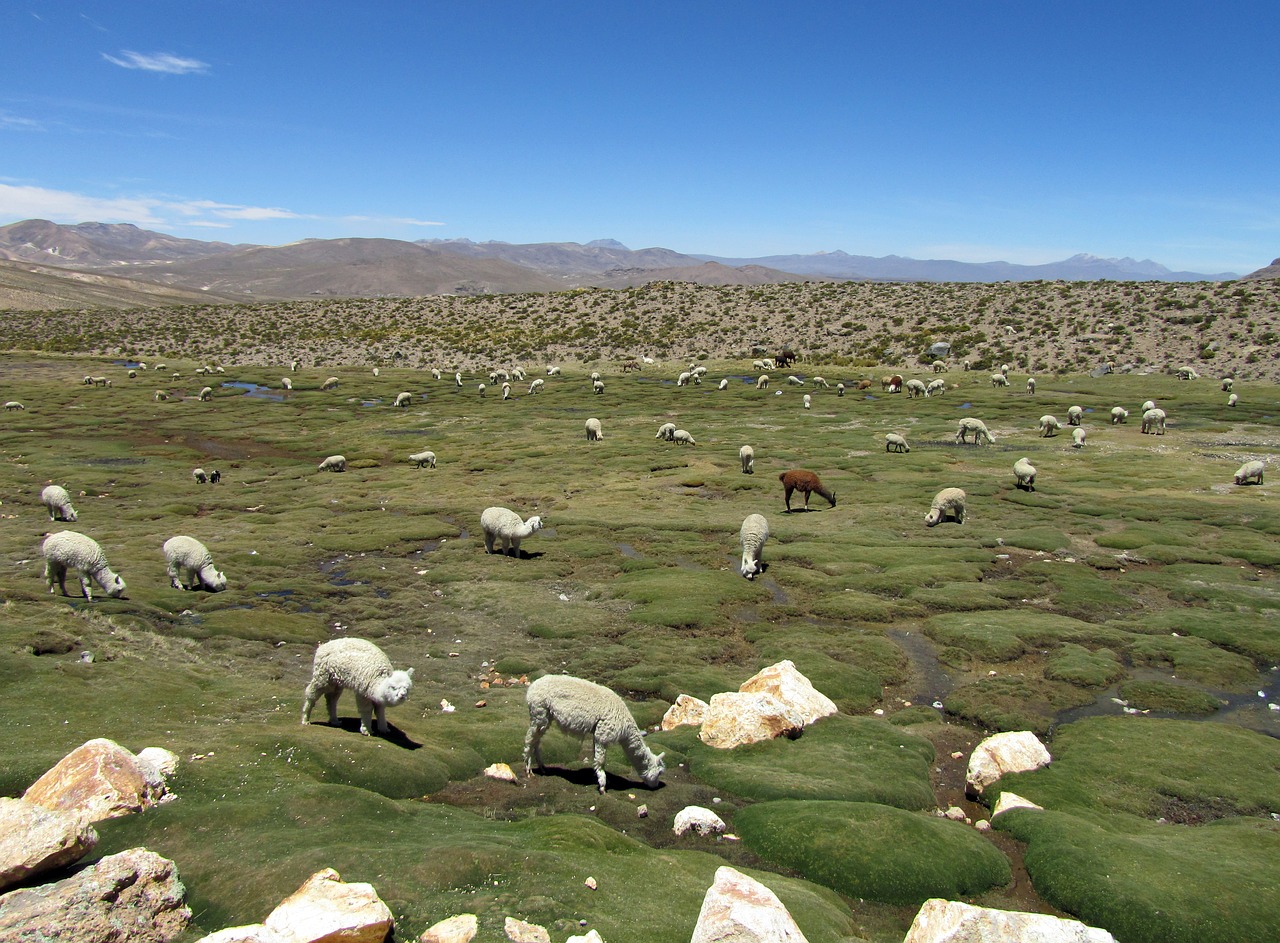 Alpaka, Camelids, Andes, Highlands, Peru, Vilnos, Nemokamos Nuotraukos,  Nemokama Licenzija