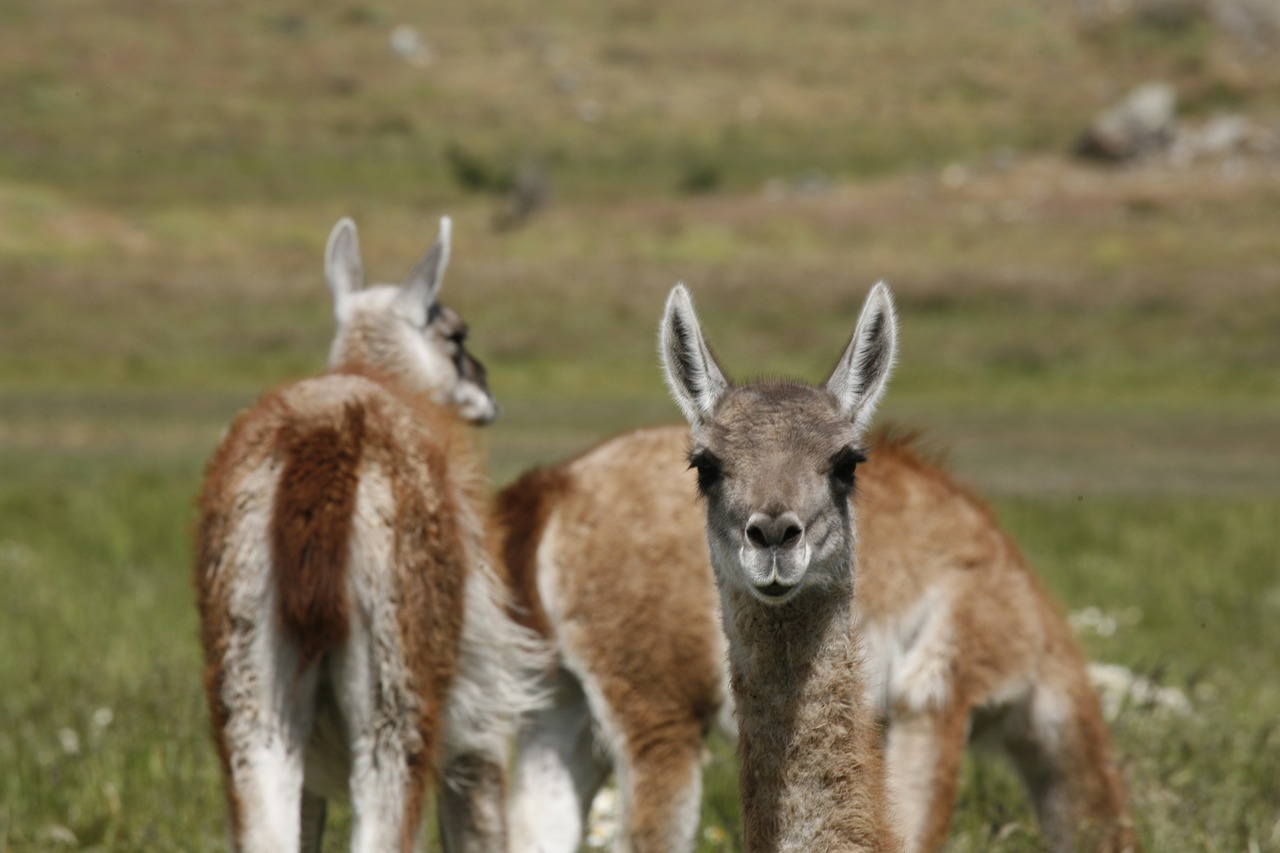 Alpaka, Gyvūnas, Pietų Amerika, Patagonia, Nemokamos Nuotraukos,  Nemokama Licenzija