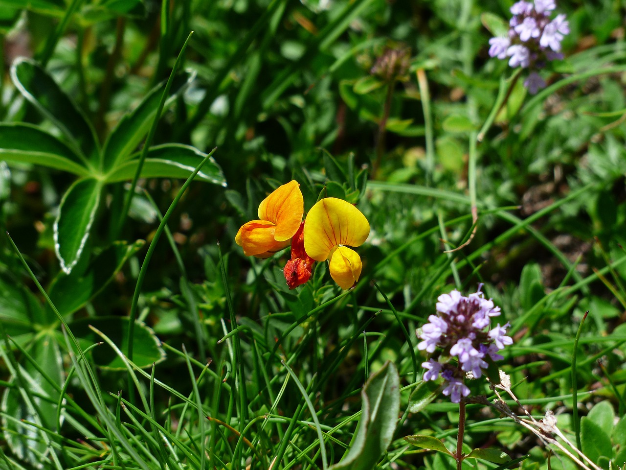 Alpenhorn Dobilas, Uogienė, Žiedas, Žydėti, Gėlė, Geltona, Klee, Alpių Gėlė, Flora, Lotosas