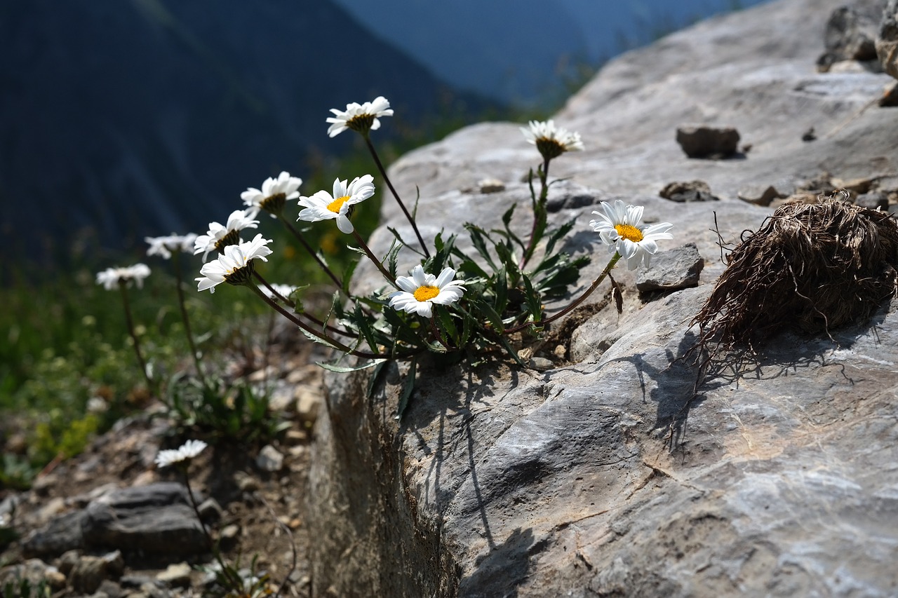 Alpenmargerite, Gėlė, Gėlės, Balta, Alpių Gėlė, Alpių Augalas, Paprastas Alpenmargerite, Leucanthemopsis Alpina, Chrysanthemum Alpinum L, Tanacetum Alpinum