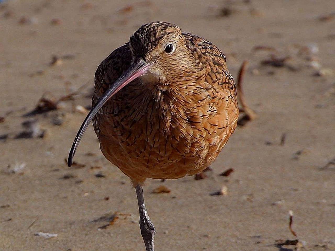 Alpina, Calidris, Dunlin, Smėliukas, Paukščiai, Gyvūnai, Fauna, Nemokamos Nuotraukos,  Nemokama Licenzija