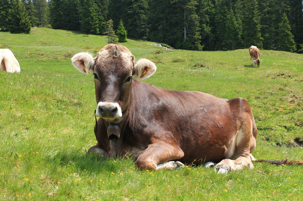 Alpių, Alm, Karvės, Italy, South Tyrol, Kraštovaizdis, Nemokamos Nuotraukos,  Nemokama Licenzija