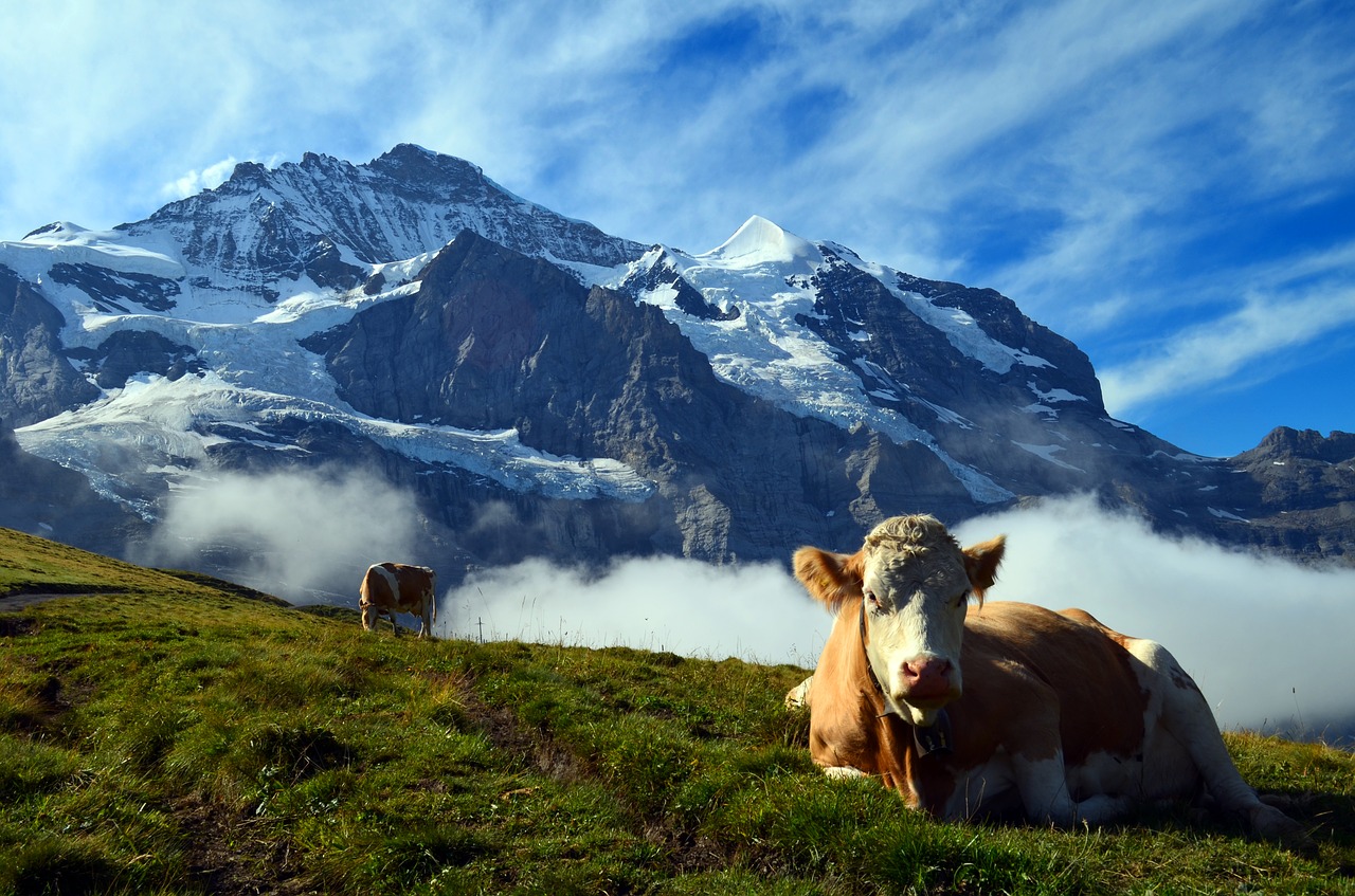 Alpių, Šveicarija, Kalnai, Kraštovaizdis, Gamta, Karvė, Jautiena, Panorama, Ledynas, Pirmoji