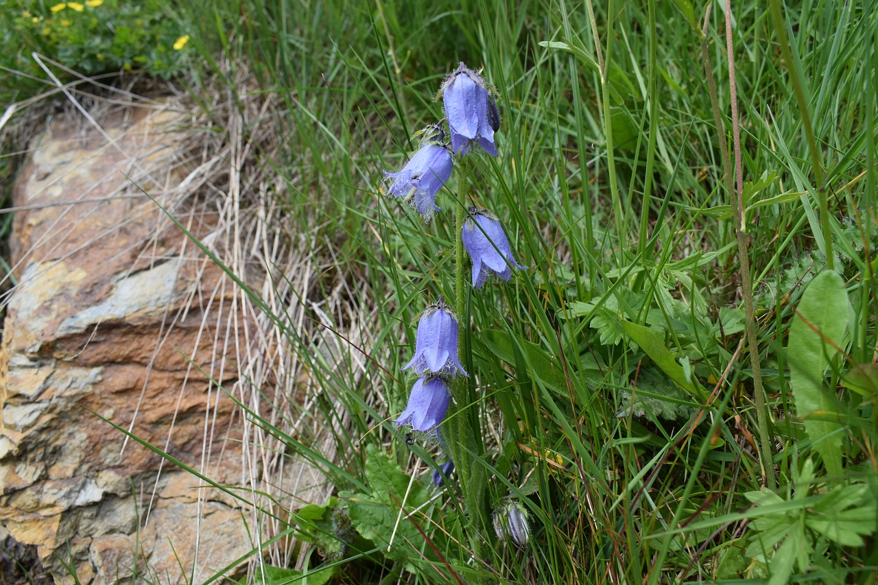 Alpine,  Vasara,  Floros,  Žydi,  Žiedas,  Pobūdį,  Mėlyna,  Skambesys, Nemokamos Nuotraukos,  Nemokama Licenzija