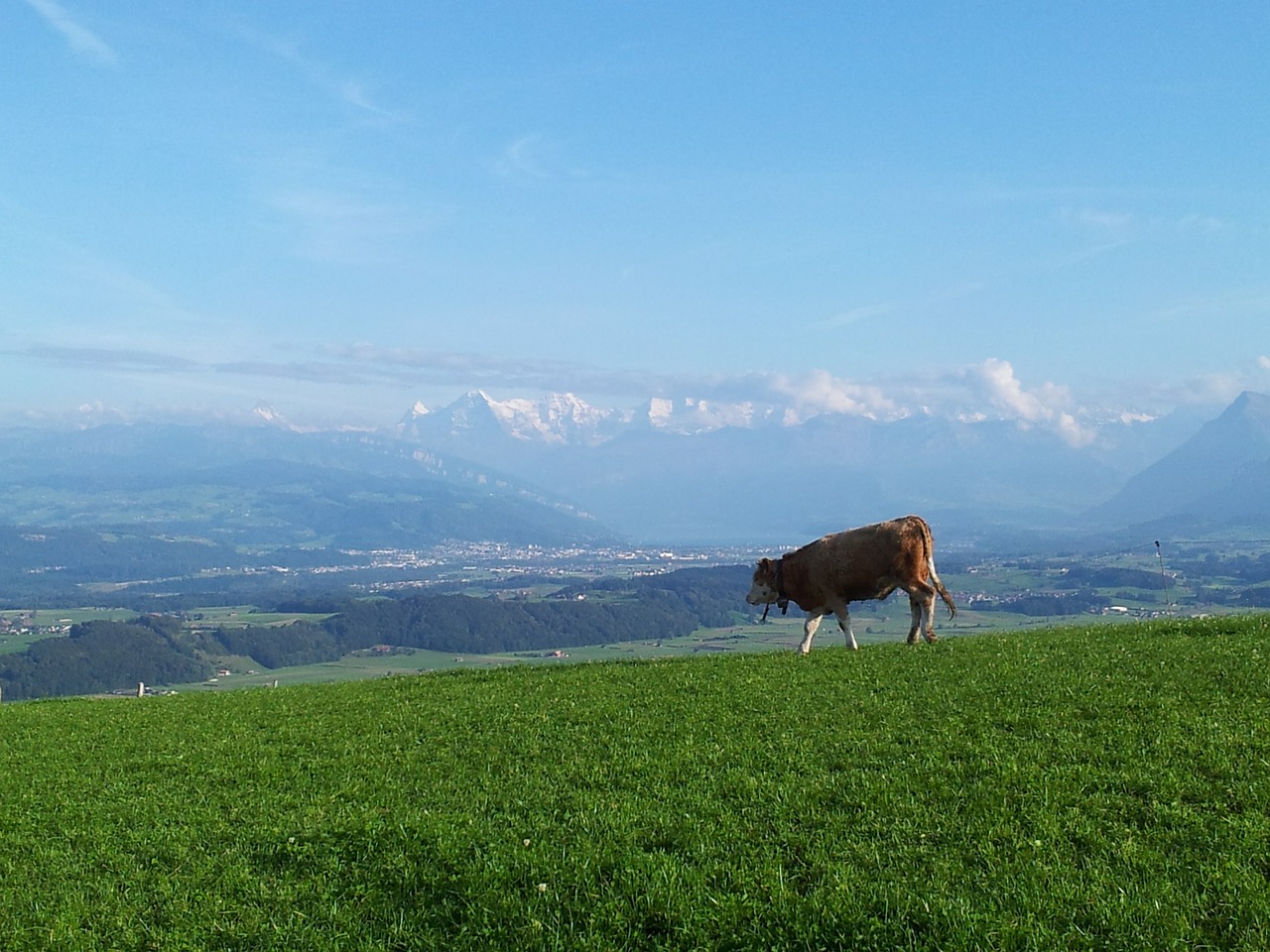 Alpių, Šveicarija, Gamta, Karvė, Kraštovaizdis, Kalnai, Panorama, Ganykla, Nemokamos Nuotraukos,  Nemokama Licenzija