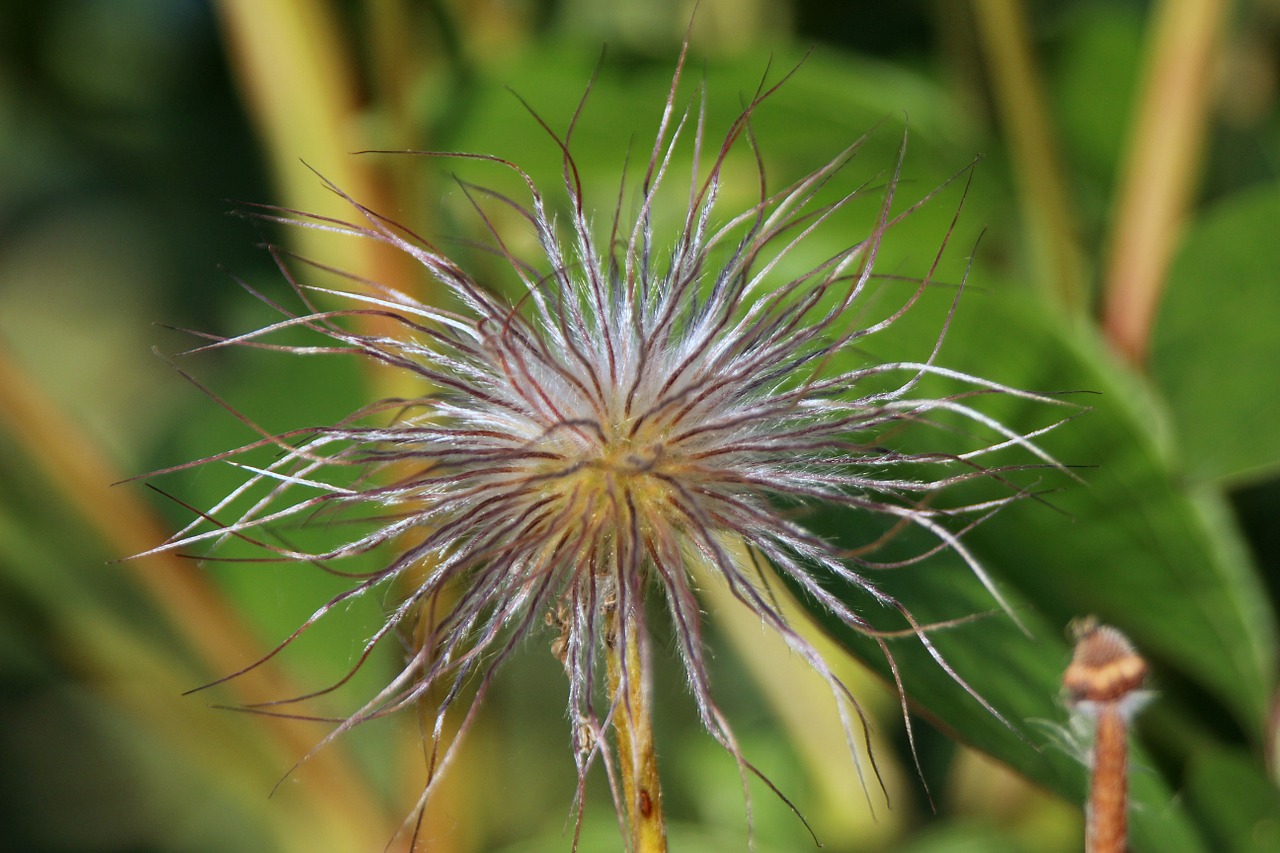 Alpių Anemonis, Išblukęs, Alpių Augalas, Sidabrinis, Plaukuotas, Subtilus Plaukus, Plaukai, Nemokamos Nuotraukos,  Nemokama Licenzija