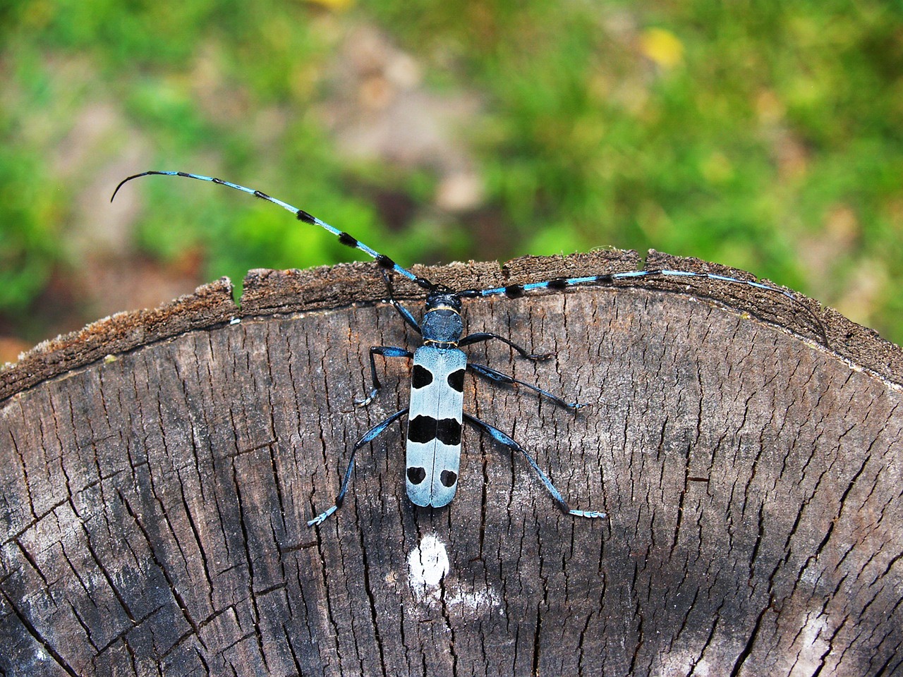 Alpinis Cincér, Cincér, Gamta, Mėlynas, Vasara, Spalvos, Makro, Vengrija, Nemokamos Nuotraukos,  Nemokama Licenzija