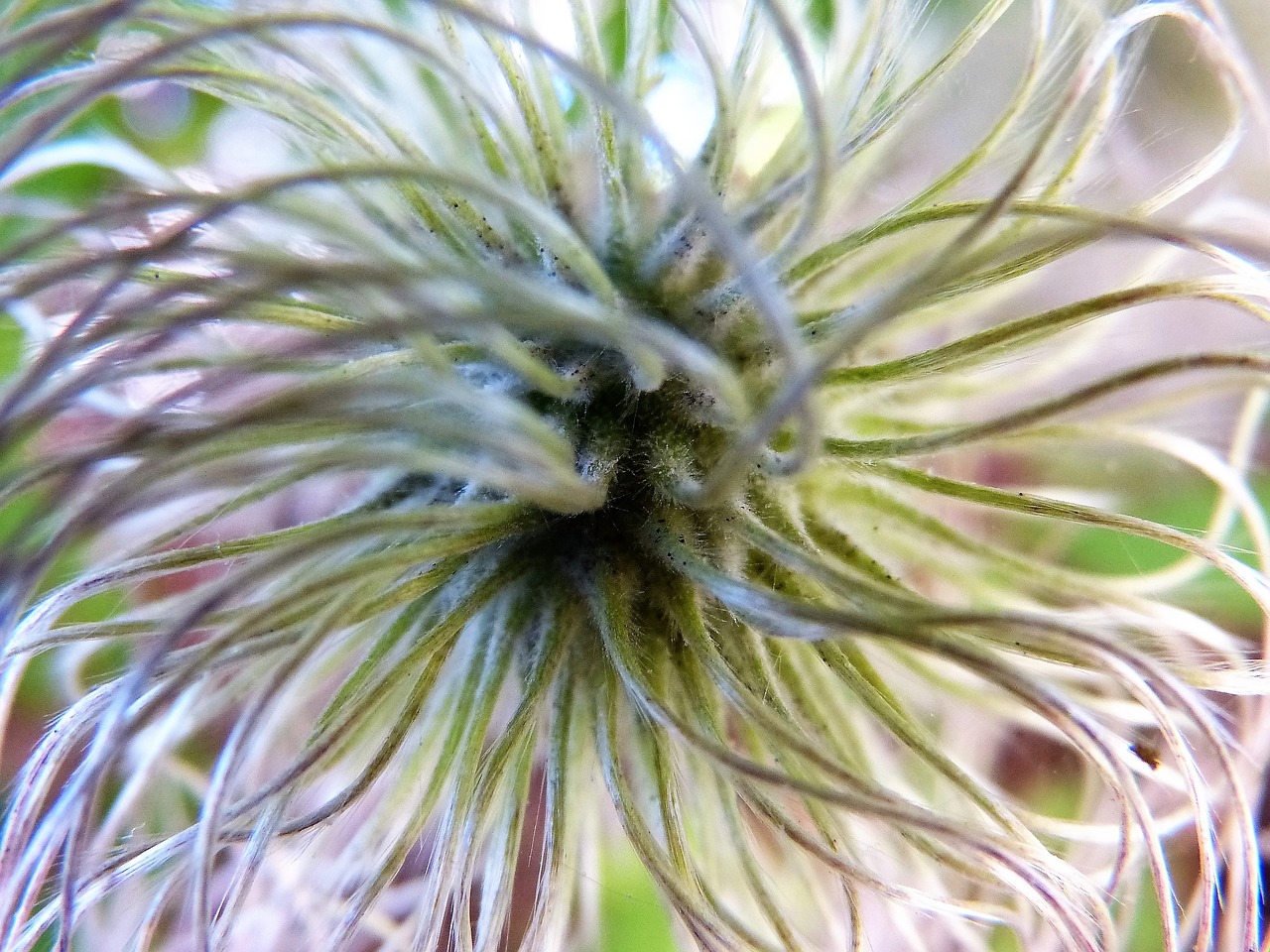 Alpių Griuvėsiai, Clematis, Žydėti, Kaip Plunksnos, Užpildas, Eddy, Uždaryti, Augalas, Grožis, Išsamiai