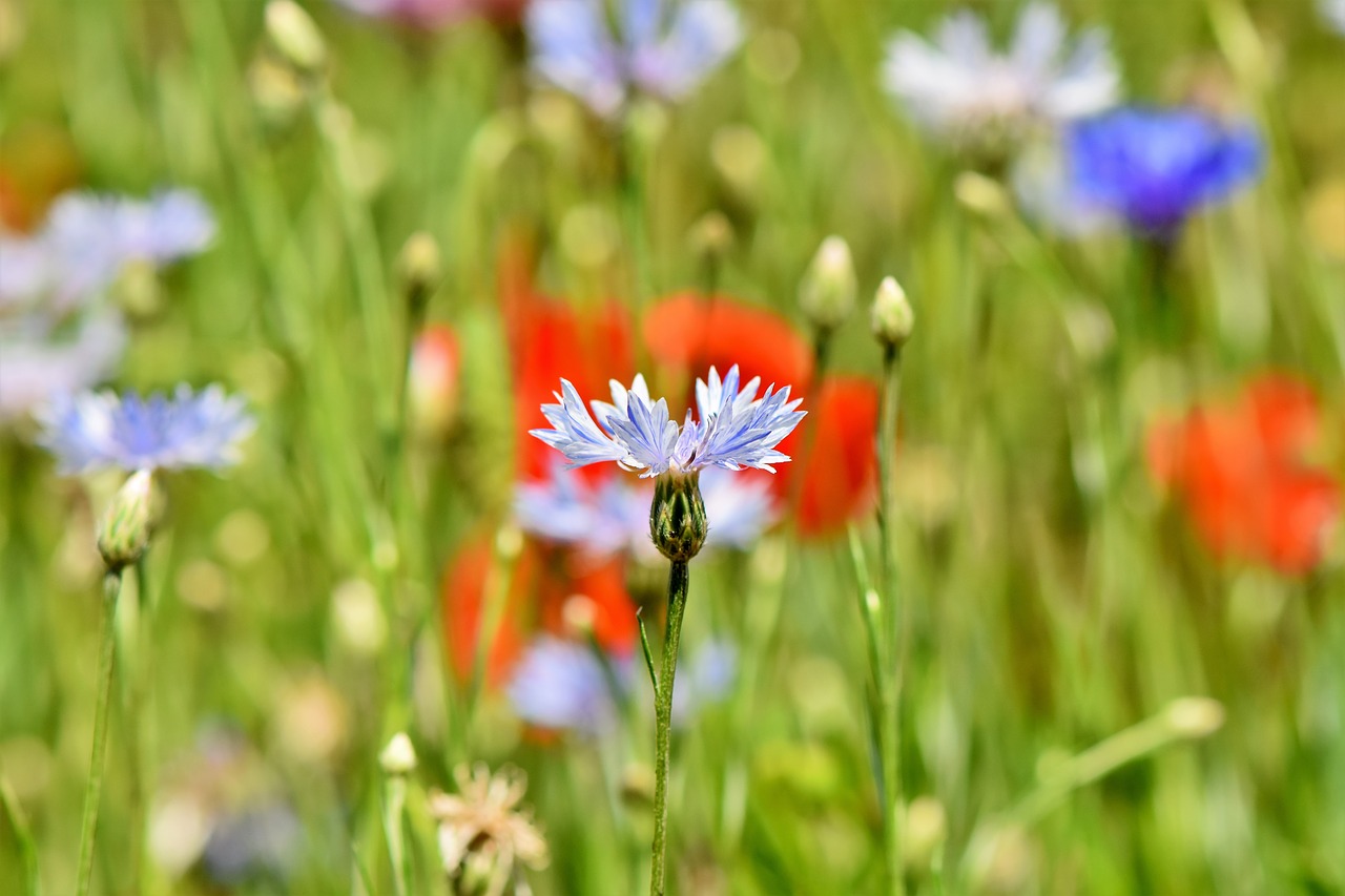Alpių Rugiagėlių,  Centaurea Montana,  Gėlė,  Srityje Gėlių,  Aguona,  Žiedas,  Žydi,  Kompozitai,  Floros,  Laukinių Augalų