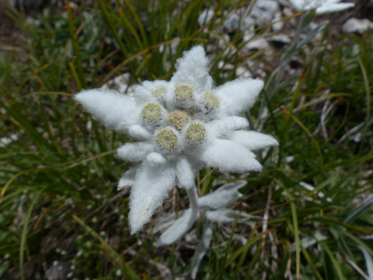 Alpine Edelweiß, Paprastas, Edelweiss, Purus, Balta, Retai, Apsaugotas, Leontopodium Microdochium, Alpių Gėlė, Gėlė