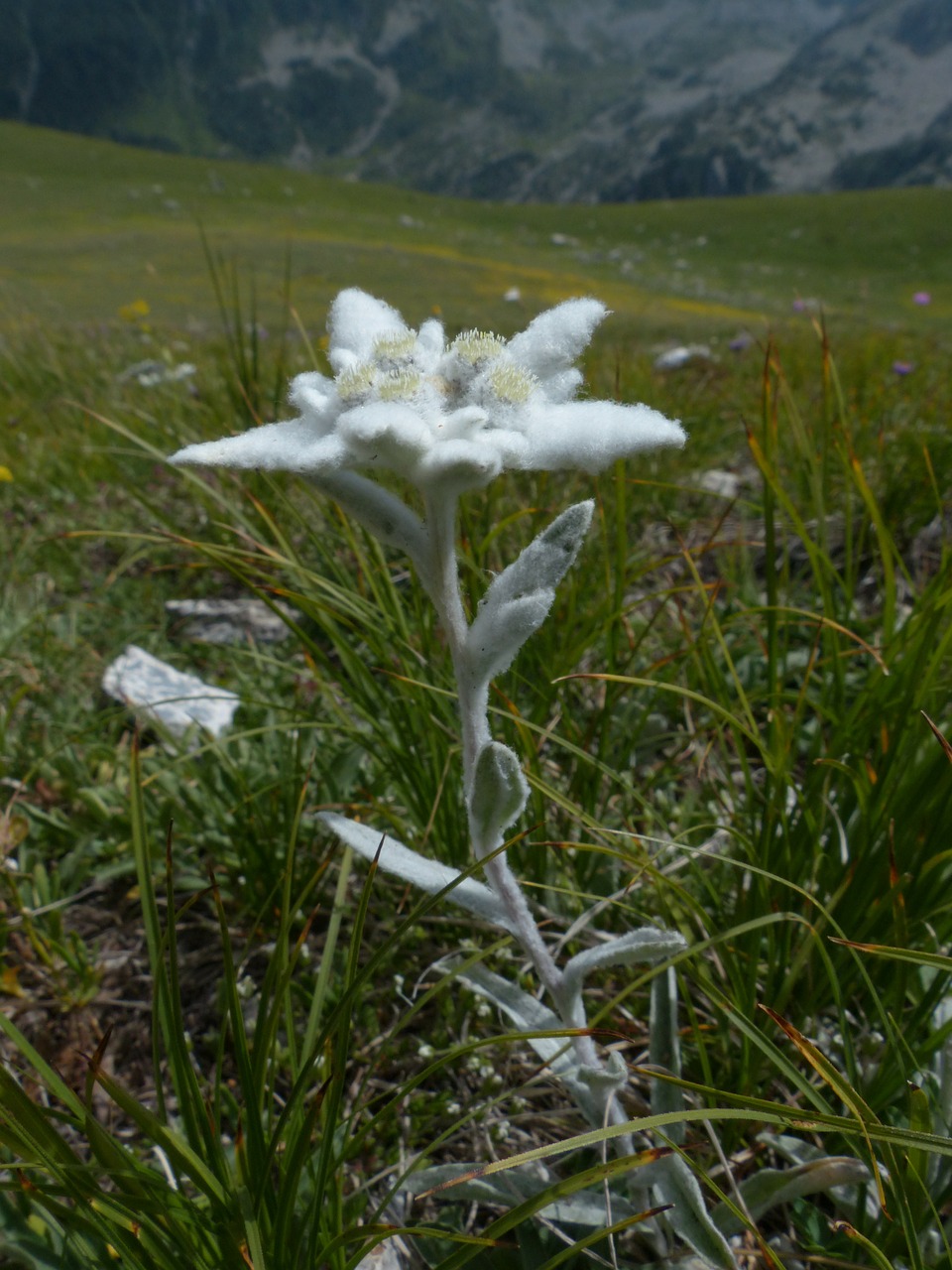 Alpine Edelweiß, Paprastas, Edelweiss, Purus, Balta, Retai, Apsaugotas, Leontopodium Microdochium, Alpių Gėlė, Gėlė