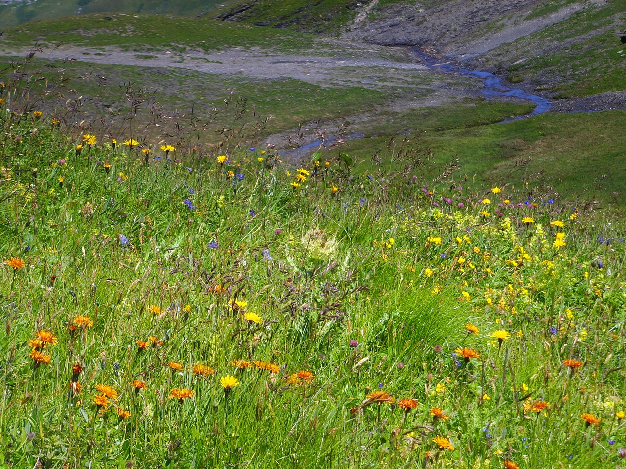 Alpių Flora, Vasaros Pieva, Alpių, Alpių Gėlės, Nemokamos Nuotraukos,  Nemokama Licenzija