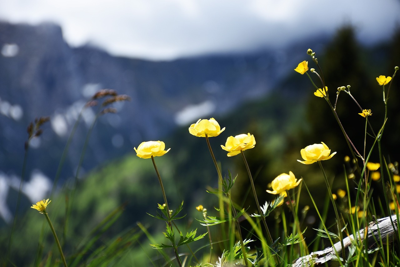 Alpių Gėlės, Žolės, Pieva, Flora, Žydėti, Alm, Alpių, Kalnų Gėlės, Geltonos Gėlės, Nemokamos Nuotraukos