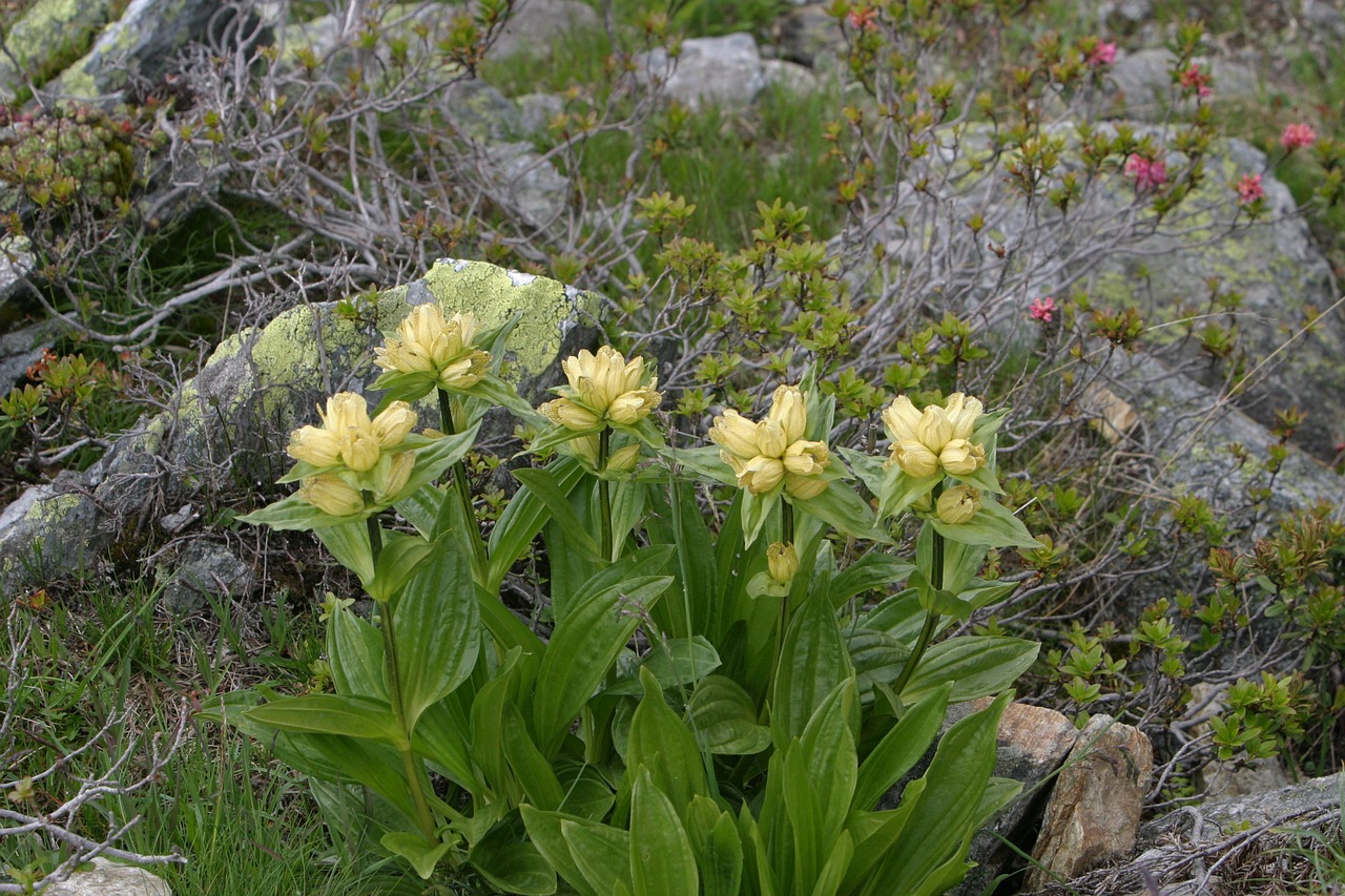 Alpių Gėlės, Gėlės, South Tyrol, Dolomitai, Kalnai, Italy, Geltona, Nemokamos Nuotraukos,  Nemokama Licenzija