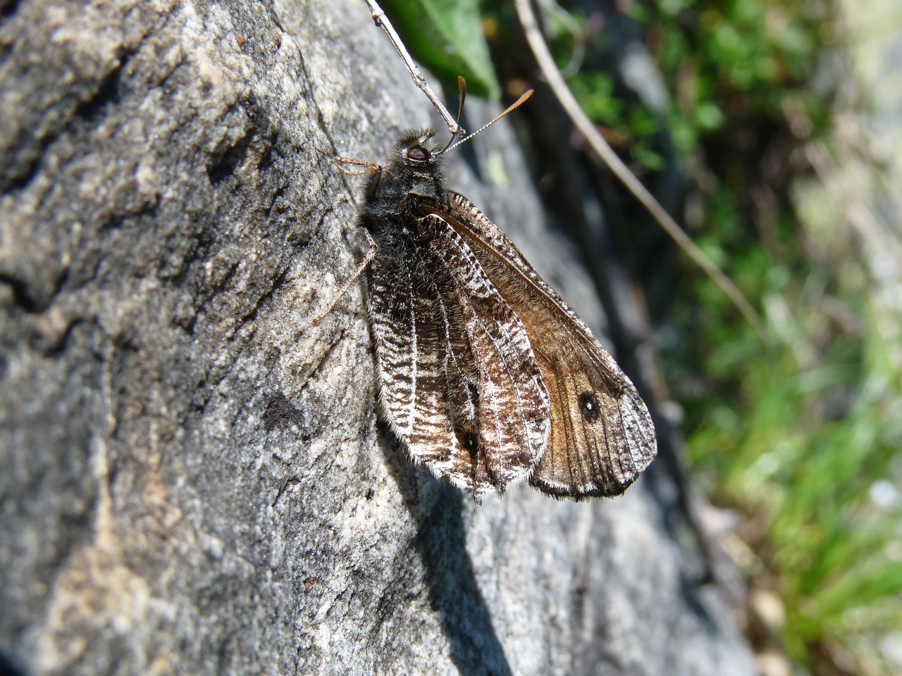 Alpių Graju, Drugelis, Mimicry, Nemokamos Nuotraukos,  Nemokama Licenzija