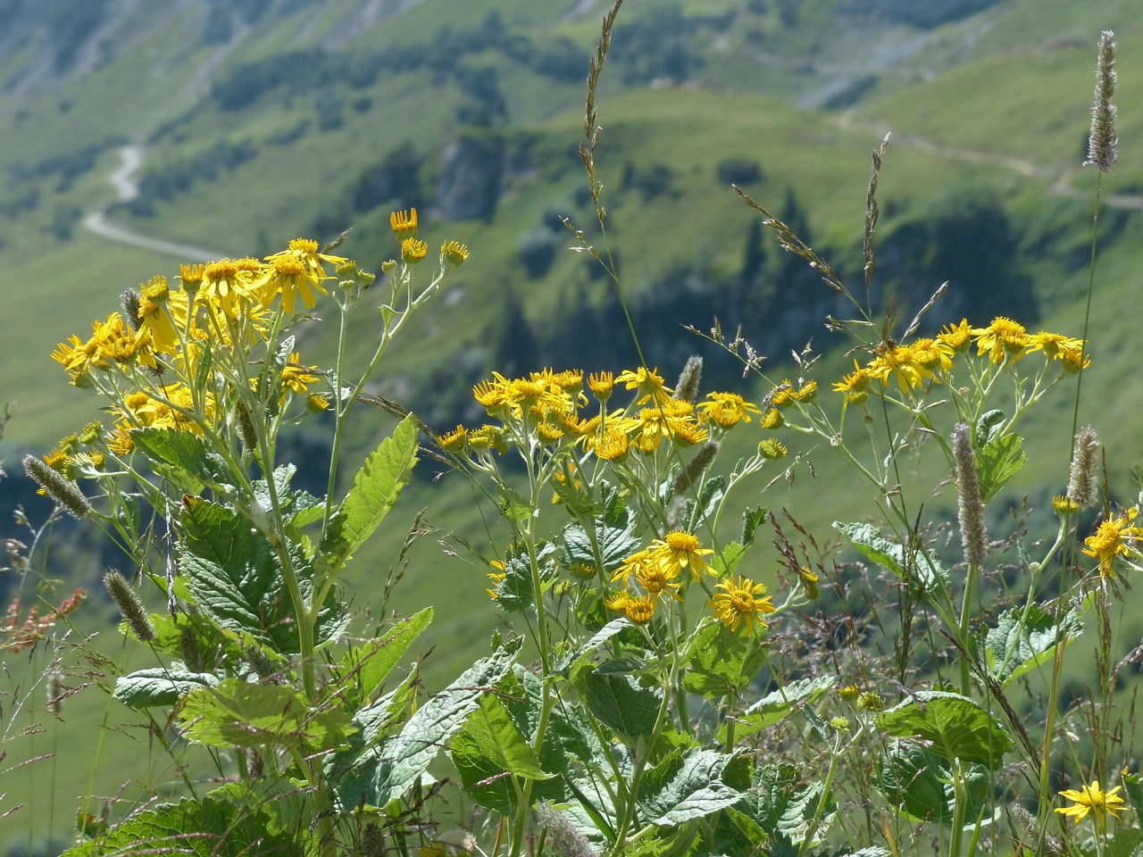 Alpinis Pagrindas, Gėlė, Žiedas, Žydėti, Geltona, Senecio Alpinus, Senecio - Virėjas, Pagrindas, Senecio, Toksiškas