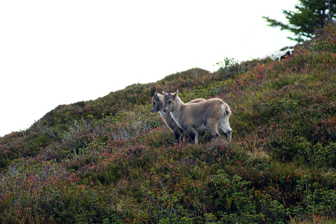 Alpine Ibex, Ibex, Jauni Gyvūnai, Swiss Alps, Nemokamos Nuotraukos,  Nemokama Licenzija