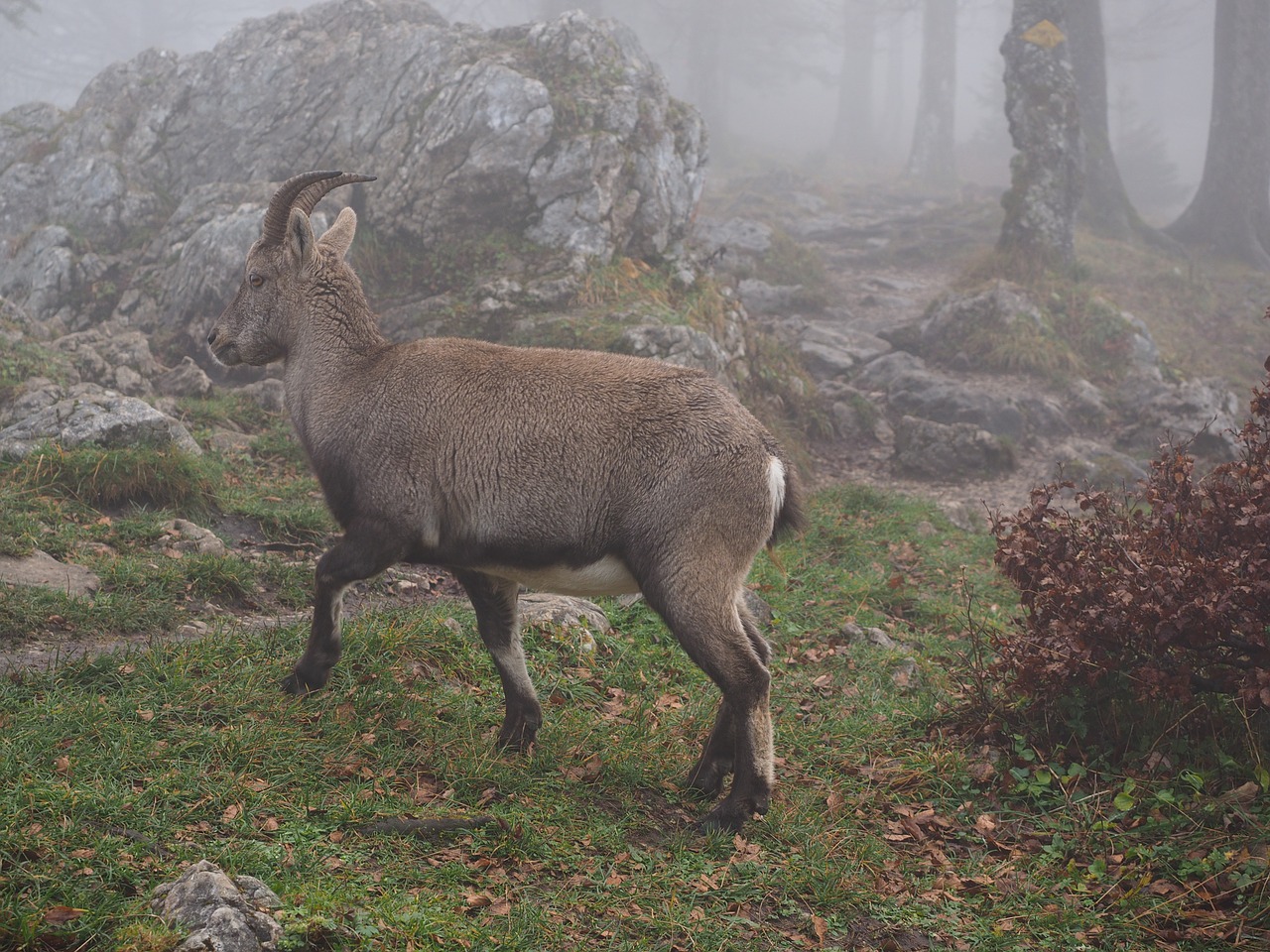 Alpine Ibex, Kazkas, Gyvūnas, Rūkas, Rūkas, Capra Ibex, Nelaimingas Koziris, Creux Du Van, Swiss Jura, Noiraigue