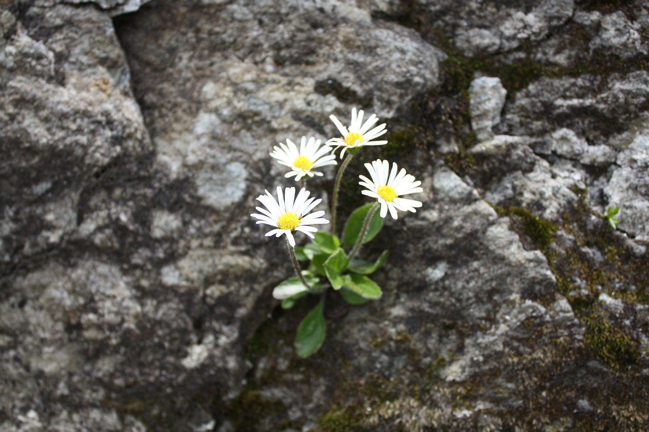 Alpių Lygis Lambert, Alpių Gėlė, Retai, Nemokamos Nuotraukos,  Nemokama Licenzija