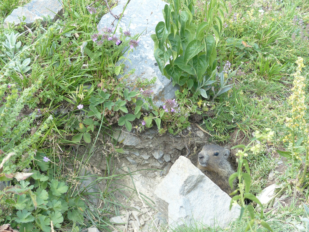 Alpių Žilvė, Gyvūnas, Marmota Marmota, Giesmė, Alpių, Graužikas, Statyba, Marmoto Inžinerija, Marmota, Tiesa Gophers