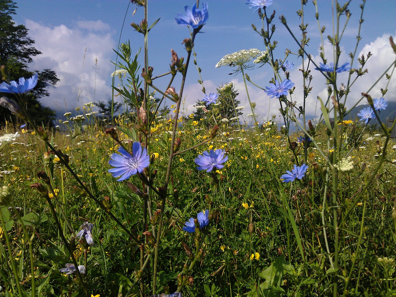Alpių Pieva, Vasara, Gėlės, Bluebottle, Vasaros Gėlės, Gamta, Alpių, Laukinės Vasaros Spalvos, Pieva, Austria