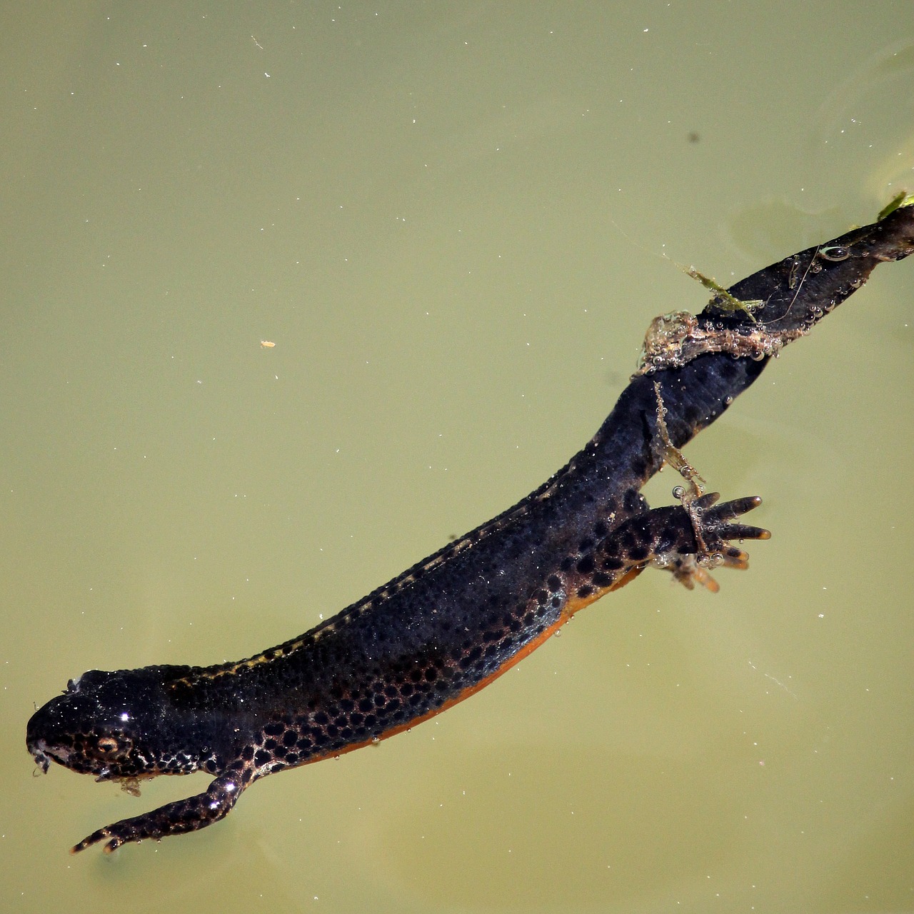 Alpių Newt, Salamandras, Amfibija, Newt, Vandens, Moteris, Išsaugojimas, Dykuma, Gamtos Apsauga, Amfibijas