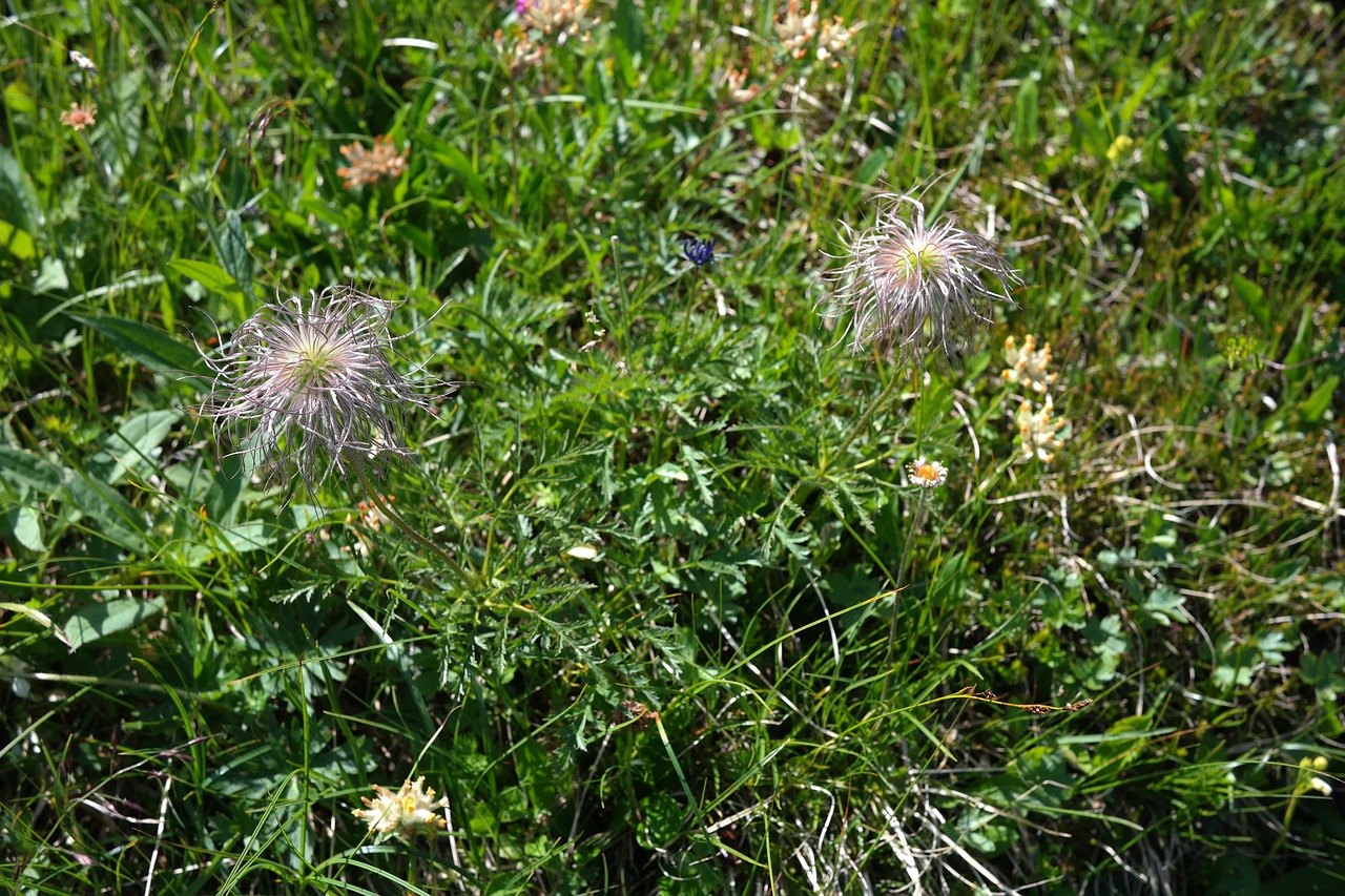 Alpine Pasqueflower, Išblukęs, Alpių Gėlė, Alpių Augalas, Kalnų Gėlė, Kalnų Augalas, Alpine Pasque Gėlė, Pulsatilla Alpina, Anemone Alpina L, Alpių Anemonis