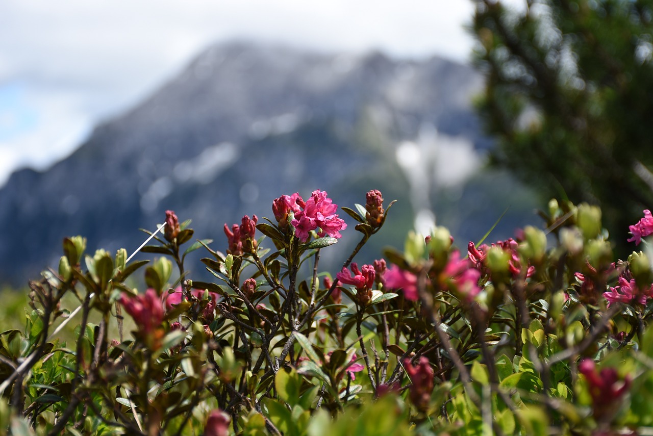 Alpių Rožė, Sniego Laukai, Kalninė Pušis, Gėlės, Almrausch, Alpių Gėlė, Alpių Augalas, Almenrausch, Aukštas, Nemokamos Nuotraukos