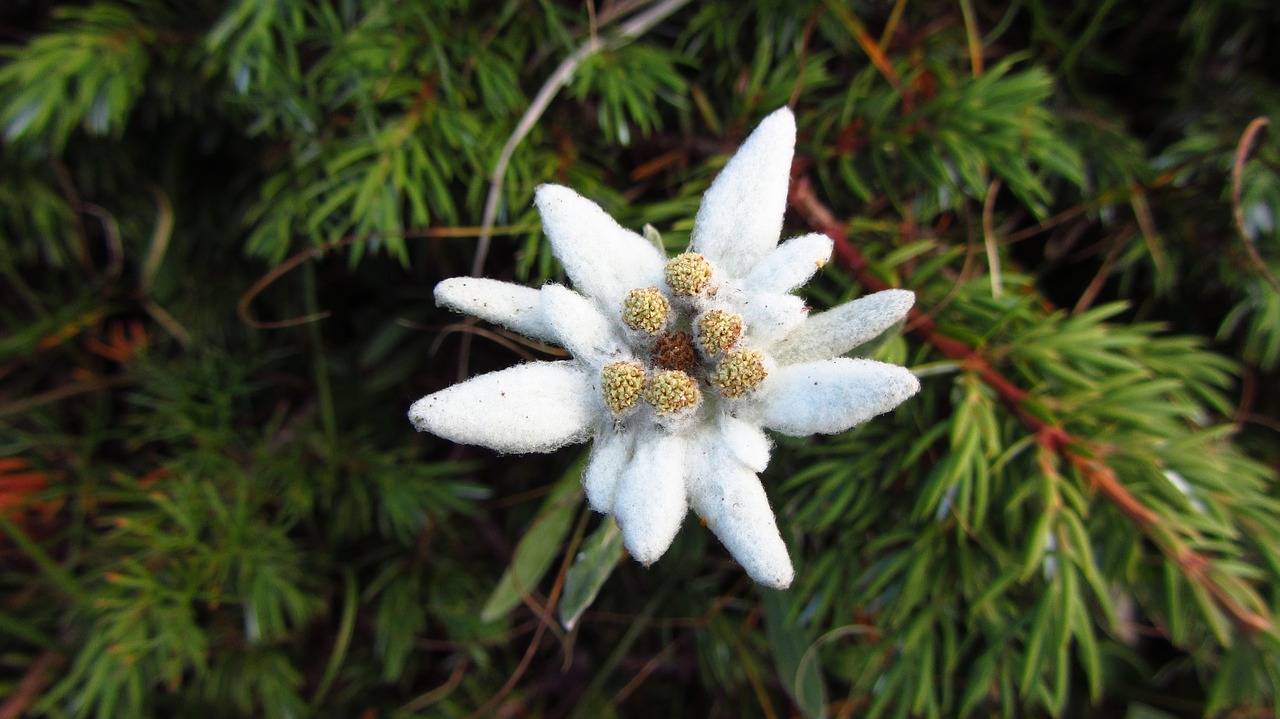 Alpių Žvaigždė, Kalnų Gėlės, Kalnų Gėlė, Vasaros Kalnas, Kalnų Flora, Kalnų Gamta, Edelweiss, Nemokamos Nuotraukos,  Nemokama Licenzija