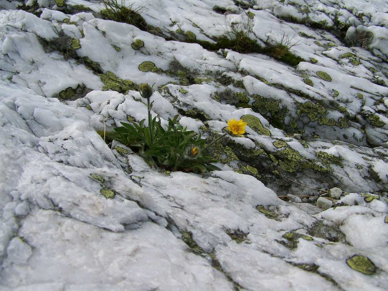 Alpių Balta Uola, Kerpės, Alpių Gėlės, Nemokamos Nuotraukos,  Nemokama Licenzija