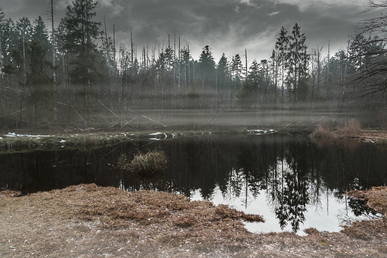 Alpnach, Gerzensee, Mistinis, Rūkas, Kiauras, Mįslingas, Pelkė, Gamta, Gamtos Rezervatas, Pelkė