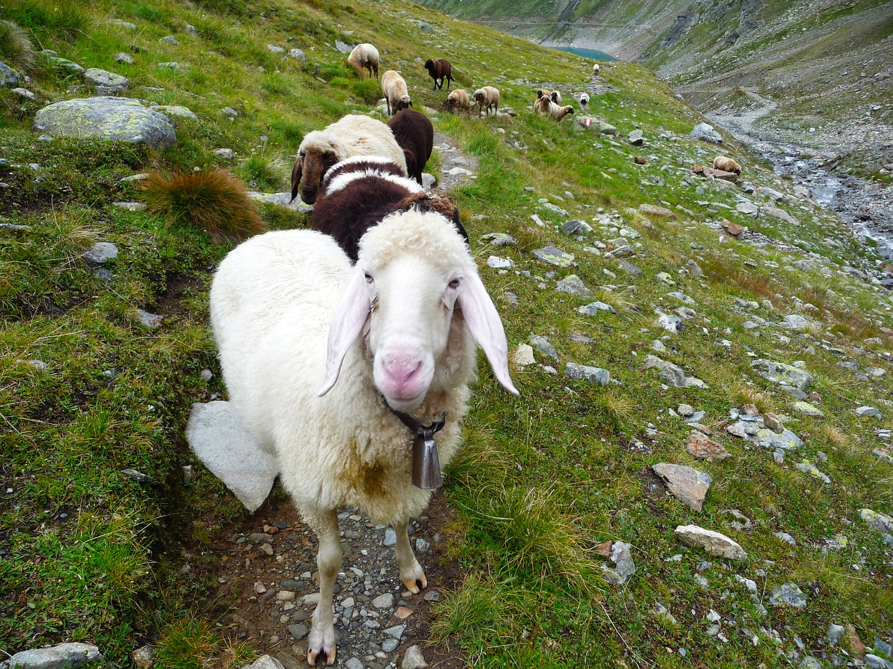 Alpės, Avys, Austria, Nemokamos Nuotraukos,  Nemokama Licenzija