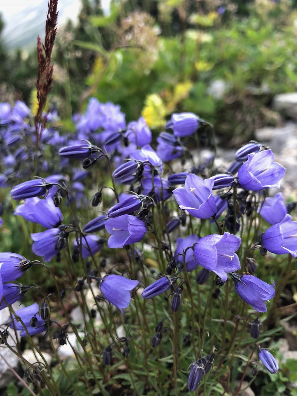 Alpės,  Gėlė,  Pobūdį,  Violetinė,  Iš Arti,  Meadow,  Vasara,  Gėlės, Nemokamos Nuotraukos,  Nemokama Licenzija