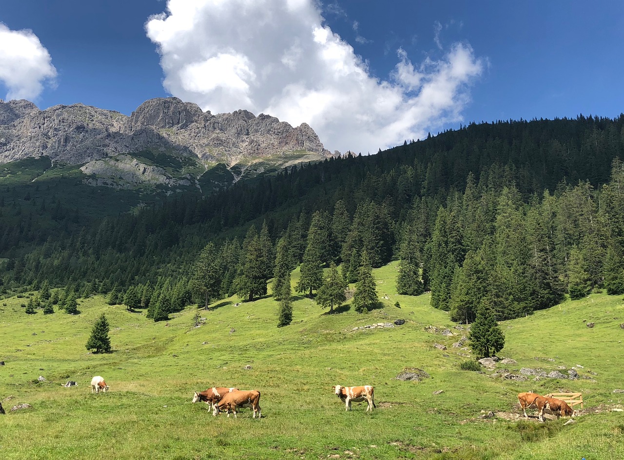 Alpės,  Panorama,  Pobūdį,  Kalnai,  Peržiūrėti,  Kalnų,  Rokas,  Alpenpanorama,  Kelionė,  Meadow